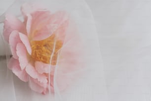 Lovely peony flower under soft tulle fabric on white wooden background, with copy space. Beautiful spring aesthetics. Soft creative floral greeting card. Pink peony