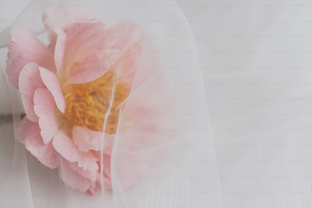 Belle fleur de pivoine sous un tissu de tulle doux sur fond en bois blanc, avec espace de copie. Belle esthétique printanière. Carte de voeux floral créatif doux. Pivoine rose