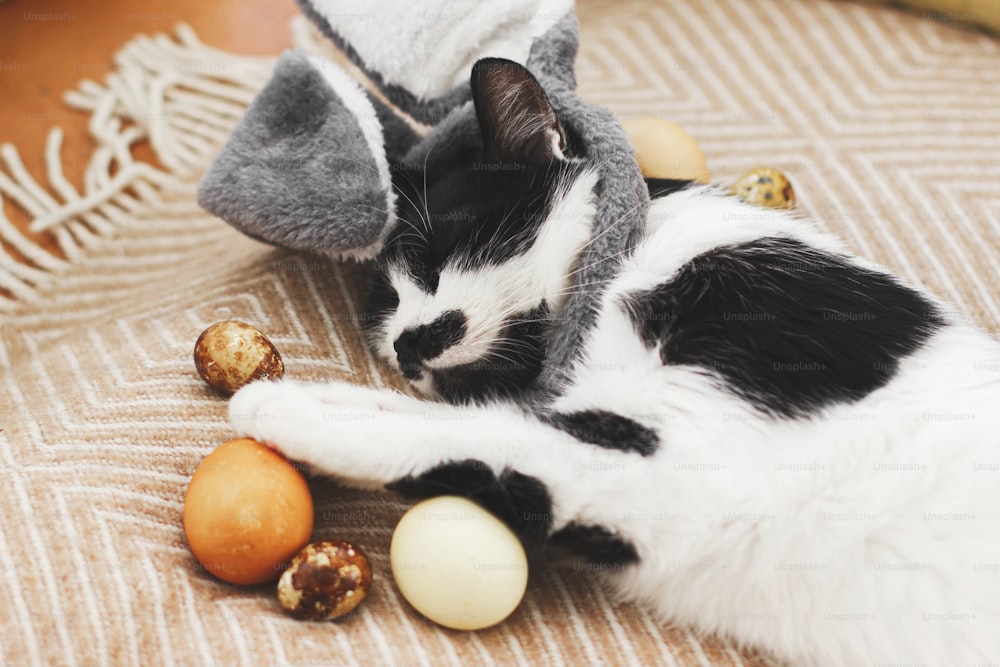 Easter hunt concept. Cute cat in bunny ears sleeping with modern pastel easter eggs on cozy yellow blanket. Adorable pet holding paws on natural dyed eggs and resting. Happy Easter!
