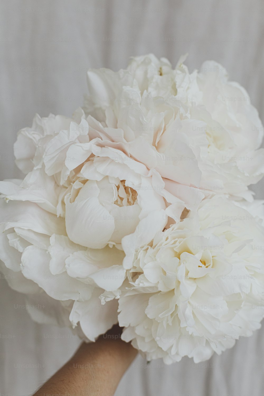 Hand holding beautiful stylish peonies bouquet on pastel beige fabric background. Big white peony flowers in florist hand. Beautiful floral aesthetic. Wedding bouquet