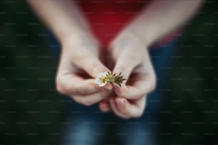 Closeup of child girl holding small white spring flowers in hands. Outdoor fun summer seasonal children activity. Kid child having fun. Happy childhood lifestyle. Care love for nature.