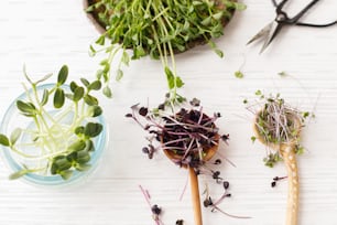 Cavolo rosso fresco, ravanello rosso, girasoli, germogli di piselli verdi su eleganti cucchiai e barattoli di vetro, con forbici su legno bianco, vista dall'alto. Coltivare microgreens in casa. Raccolta di diversi microgreens