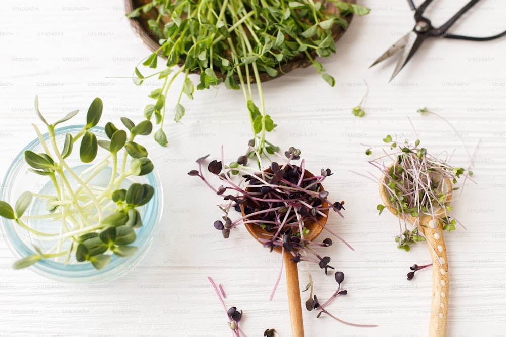 Fresh red cabbage, red radish, sunflowers, green peas sprouts on stylish spoons and glass jars, with scissors on white wood, top view. Growing microgreens at home. Different microgreens harvest