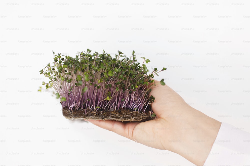 Hands holding fresh red cabbage sprouts on white wall background. Growing microgreens at home. Kohlrabi on linen mat sprouter, micro green. Hydroponics