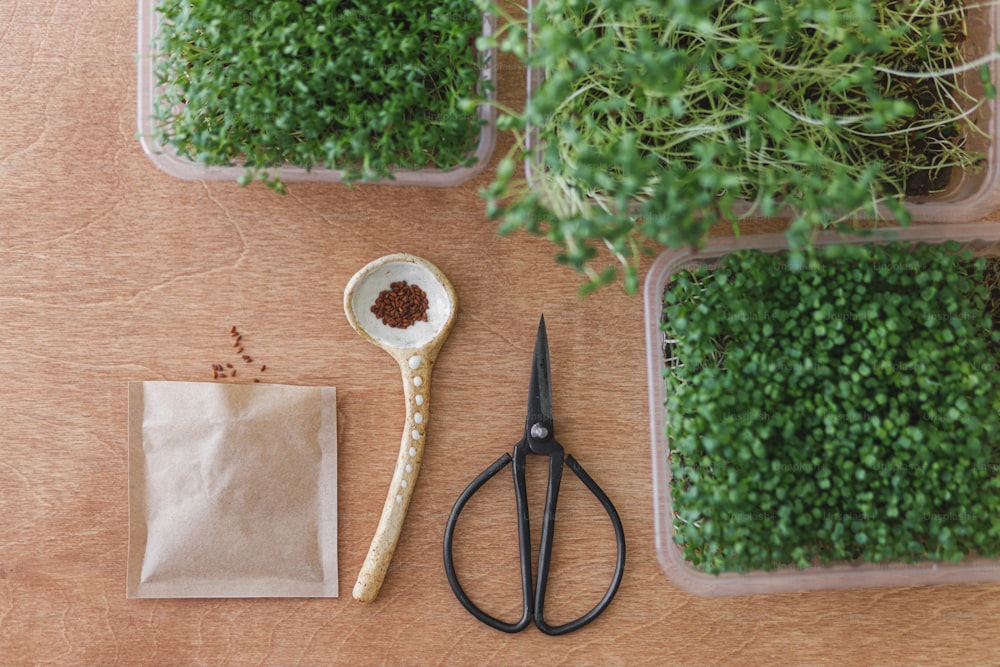 Cultivar microgreens en casa. Semillas de rúcula en cuchara, tijeras, brotes verdes frescos en recipientes sobre mesa de madera, vista superior. Ensalada de lino, albahaca, rúcula, berros micro verde. Cultivo hidropónico