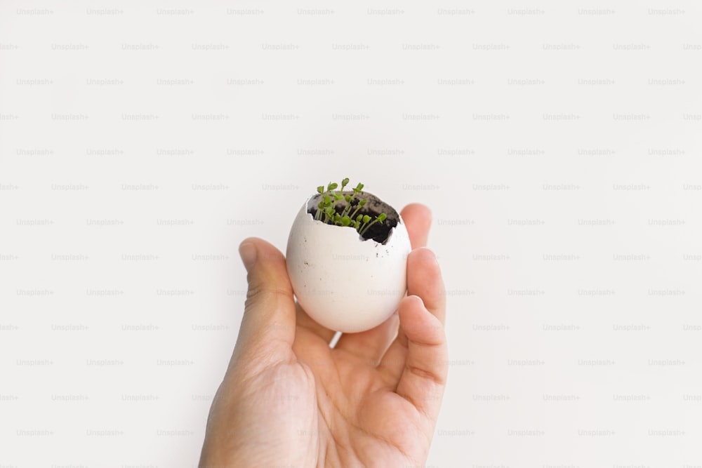 Mão segurando casca de ovo com brotos frescos no fundo branco. Rúcula, microgreens de manjericão em cascas de ovos com solo. Páscoa. Reutilização, muda livre de plástico. Cultivando microgreens em casa.