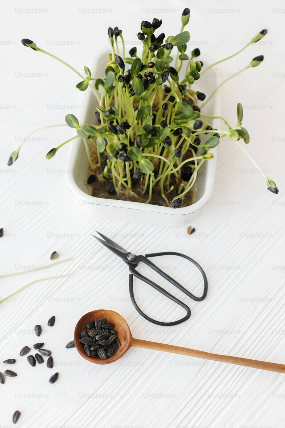 Growing microgreens at home. Fresh sunflowers sprouts, wooden spoon with seeds, scissors on white wood. Sunflower sprouter, microgreen. Hydroponics