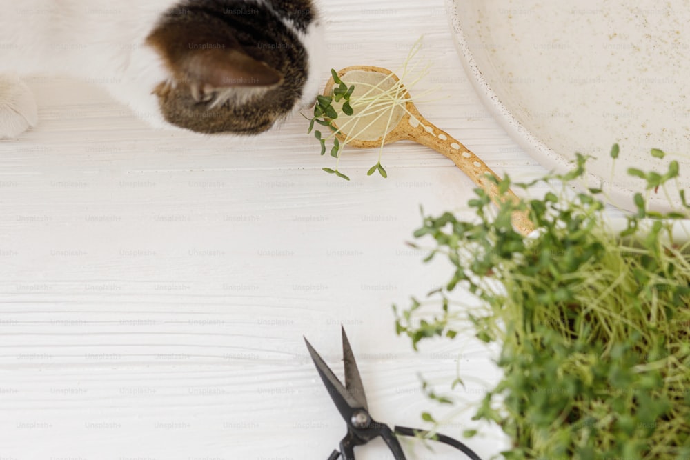 Growing microgreens at home.  Cute cat smelling fresh flax sprouts on ceramic spoon and plate, scissors, sprouter on white wood. Flax or linen fresh plants, micro green. Copy space