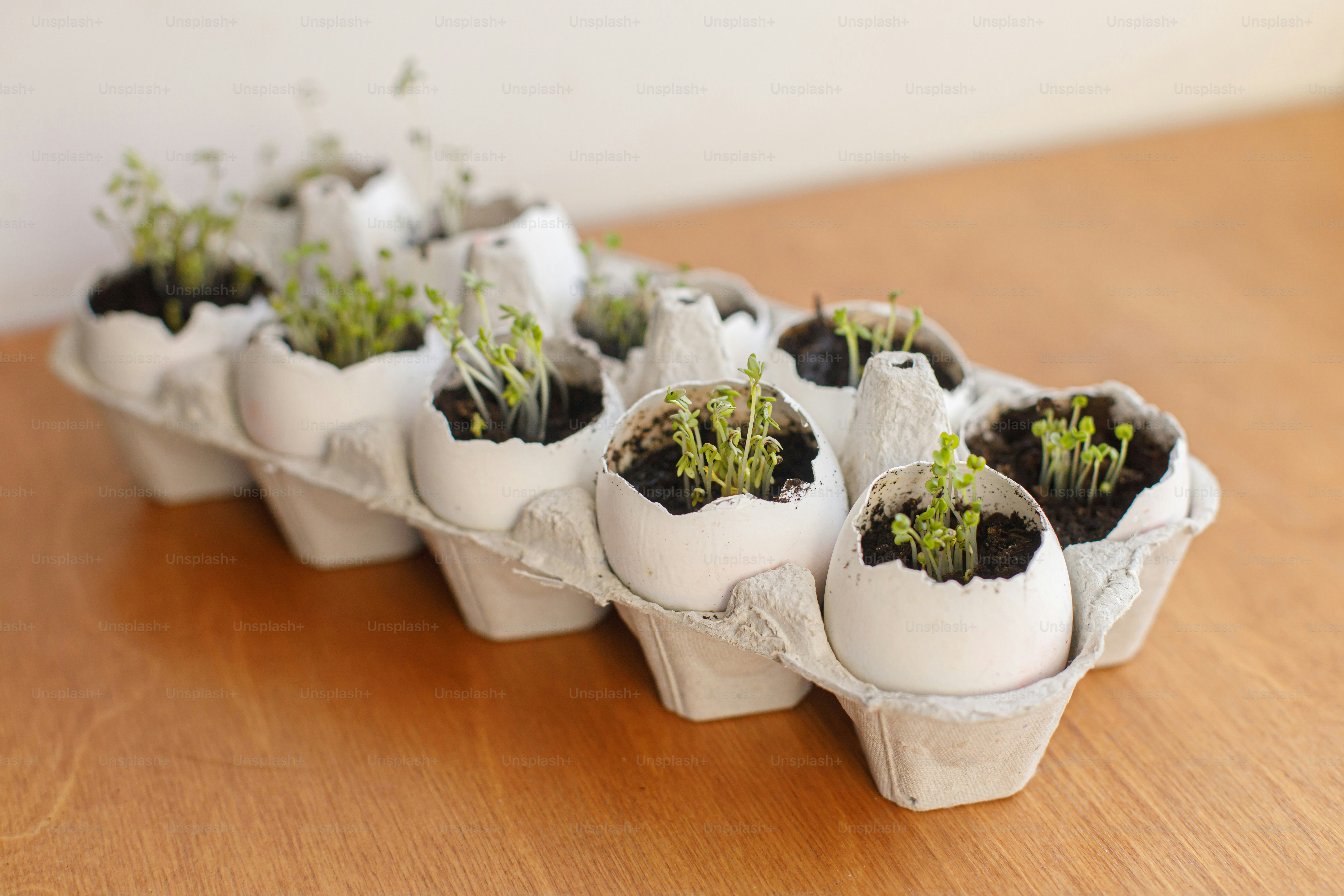 Fresh sprouts in egg shells in carton box on wooden background. Arugula, basil, watercress microgreens in eggshells with soil. Reuse. Plastic free seedling. Growing microgreens at home.