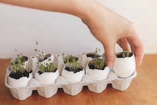 Hand holding fresh sprouts in egg shells in carton box on wooden background. Arugula, basil, watercress microgreens in eggshells with soil. Reuse. Plastic free seedling. Growing microgreens at home.