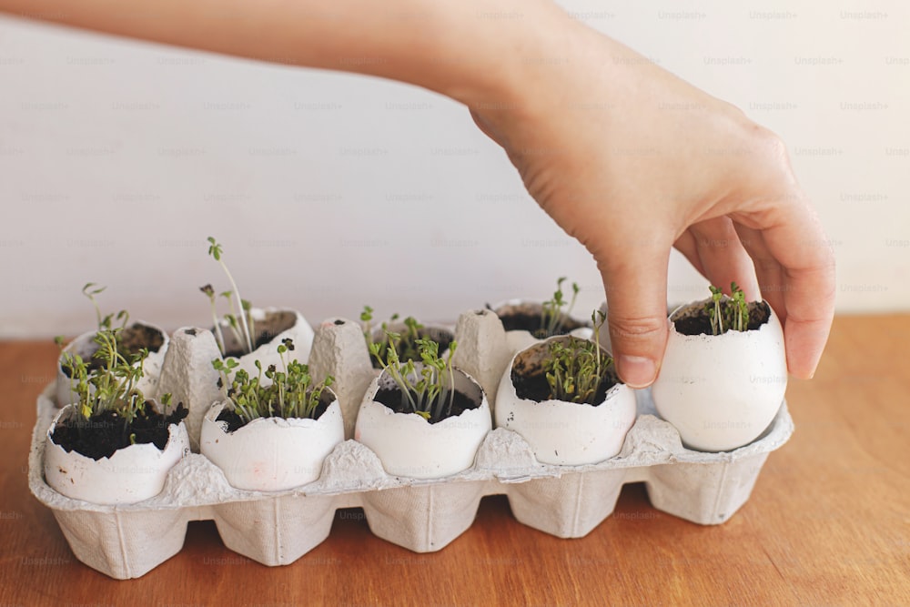 Hand holding fresh sprouts in egg shells in carton box on wooden background. Arugula, basil, watercress microgreens in eggshells with soil. Reuse. Plastic free seedling. Growing microgreens at home.