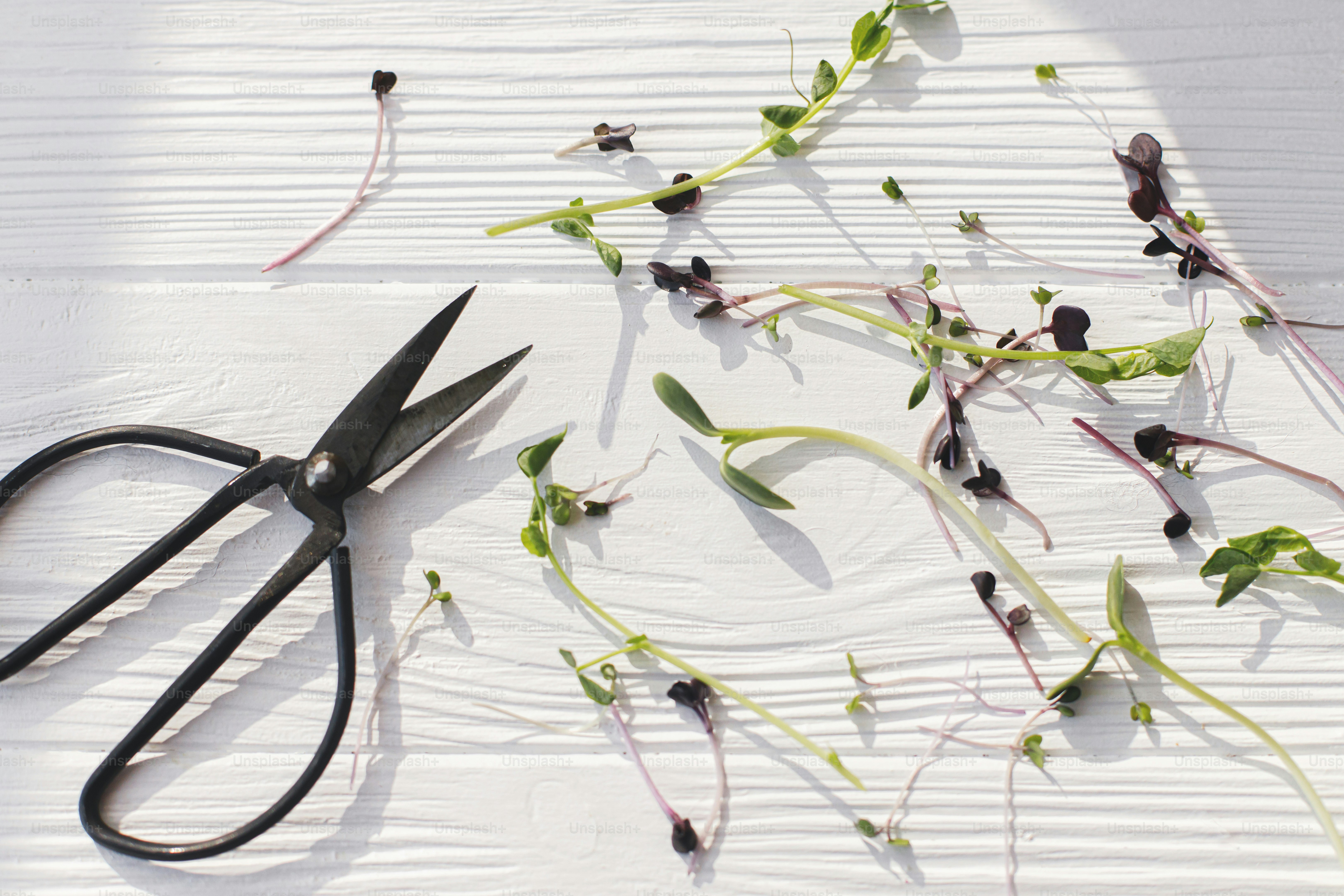 Frischer Rotkohl, roter Rettich, Sonnenblumen, grüne Erbsprossen auf weißem Holz mit einer Schere bei sonnigem Licht. Microgreens zu Hause anbauen. Verschiedene mikrogrüne Ernte
