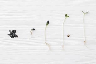 植物の成長プロセスサイクル。ヒマワリの種とヒマワリは、白い木製の背景、上面図に成長のさまざまな段階で芽を出します。向日葵
