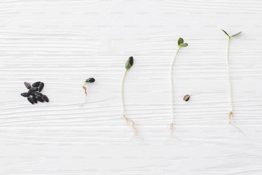 Ciclo del proceso de cultivo de plantas. Semillas de girasol y brotes de girasol en diferentes etapas de crecimiento sobre fondo de madera blanca, vista superior. Girasol