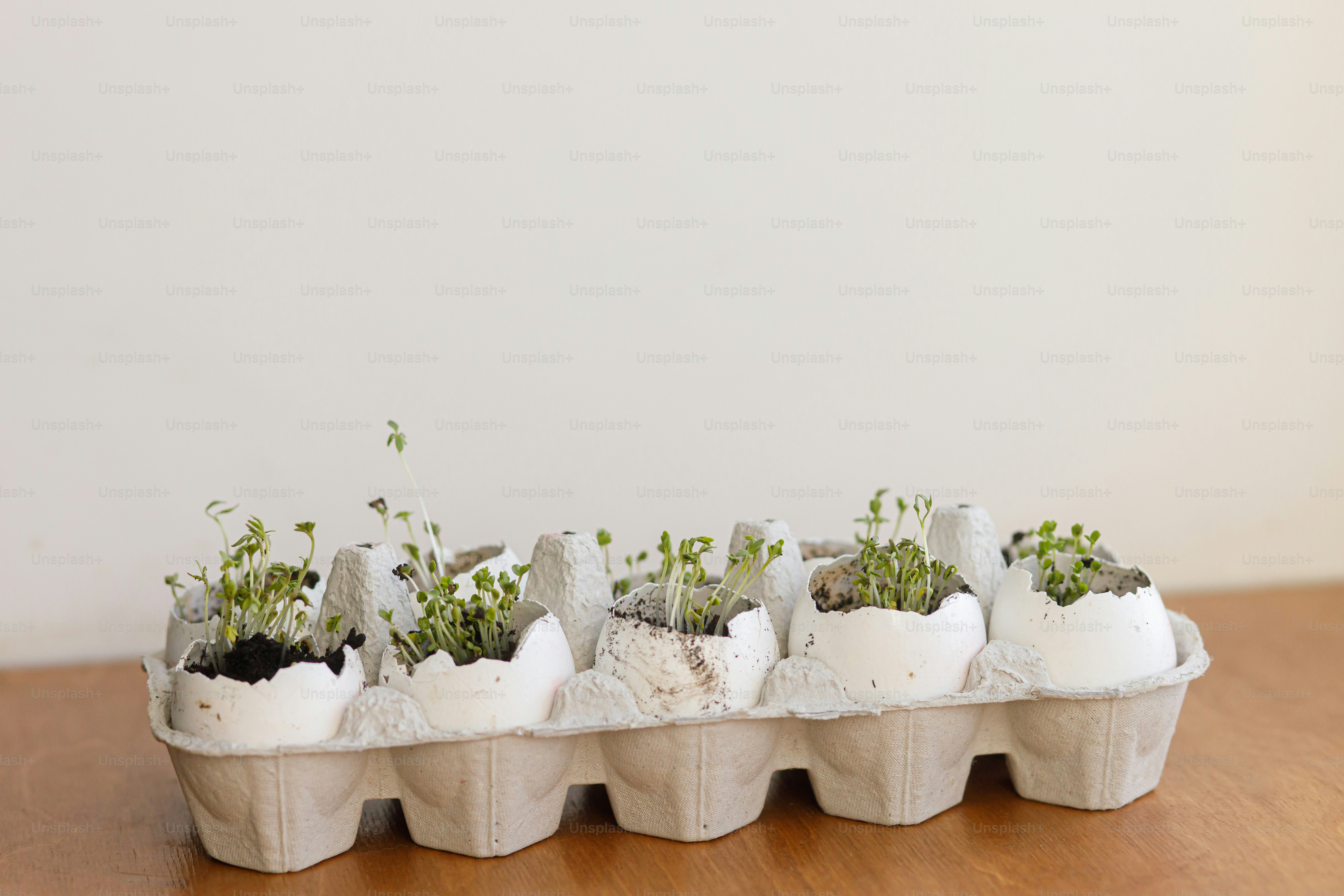 Frische Sprossen in Eierschalen im Karton auf Holzhintergrund. Rucola, Basilikum, Brunnenkresse Microgreens in Eierschalen mit Erde. Wiederverwendung. Plastikfreier Sämling. Microgreens zu Hause anbauen.