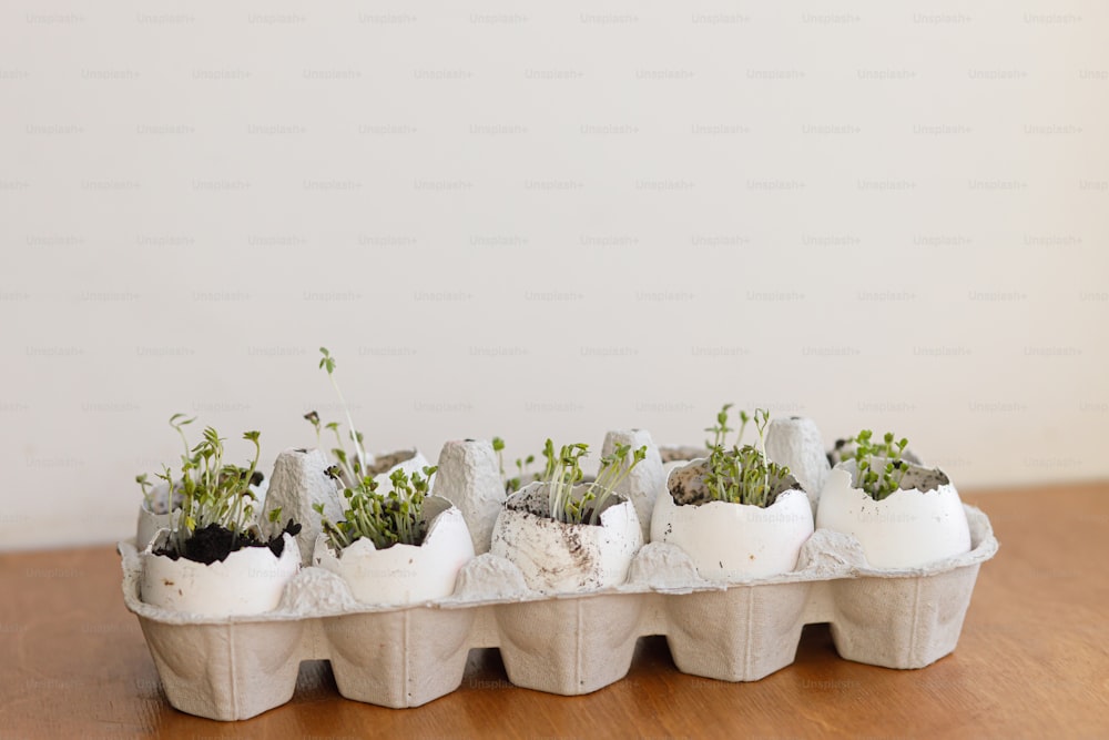 Fresh sprouts in egg shells in carton box on wooden background. Arugula, basil, watercress microgreens in eggshells with soil. Reuse. Plastic free seedling. Growing microgreens at home.
