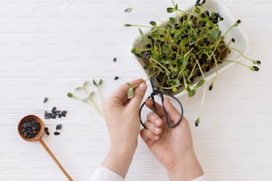 Growing microgreens at home. Hands cutting fresh sunflowers sprouts with scissors from sprouter on background of spoon with seeds on white wood. Sunflower micro green