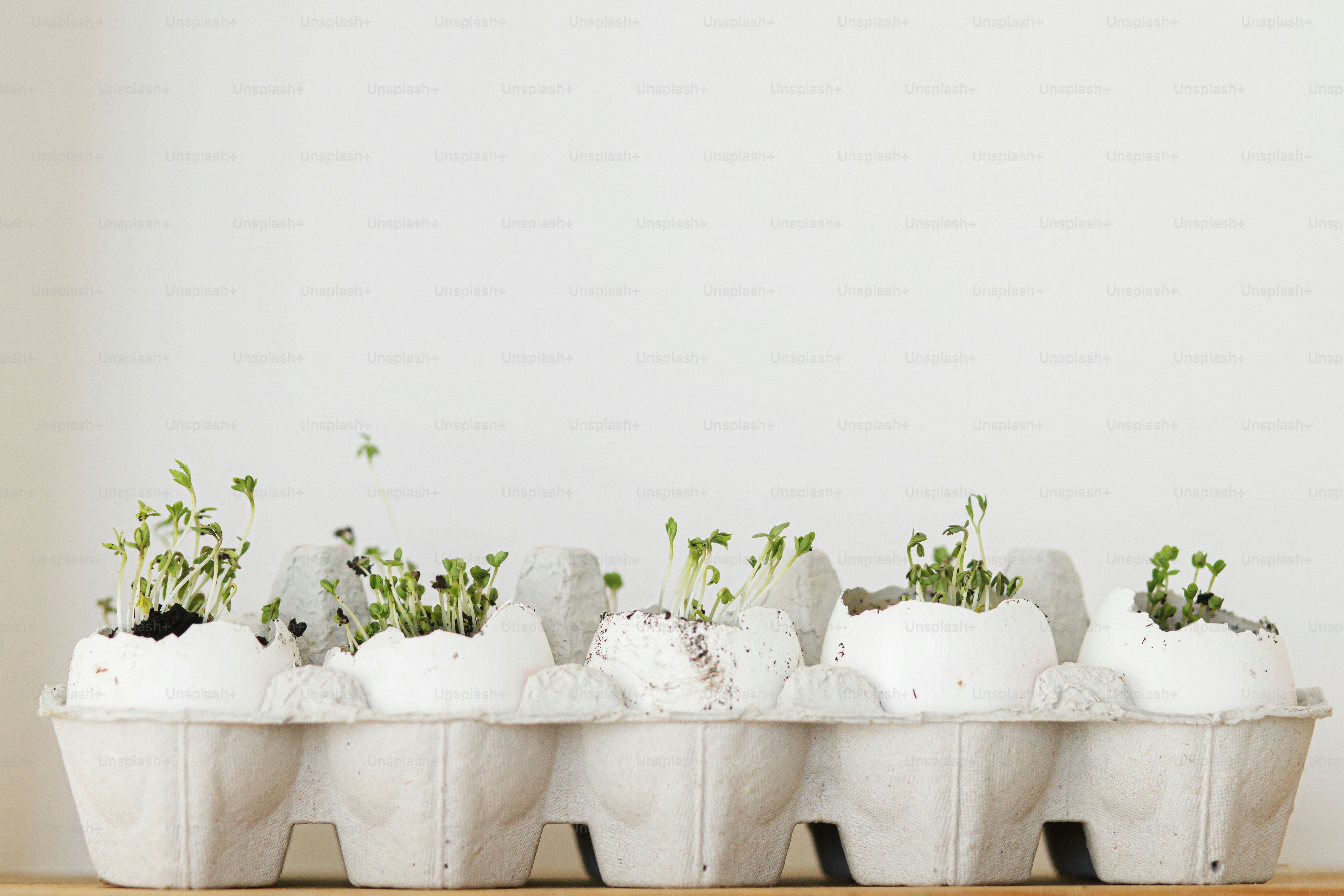 Frische Sprossen in Eierschalen im Karton auf weißem Hintergrund. Rucola, Basilikum, Brunnenkresse-Sprossen microgrün in Eierschalen. Wiederverwendung, plastikfreier Sämling. Microgreens zu Hause anbauen.