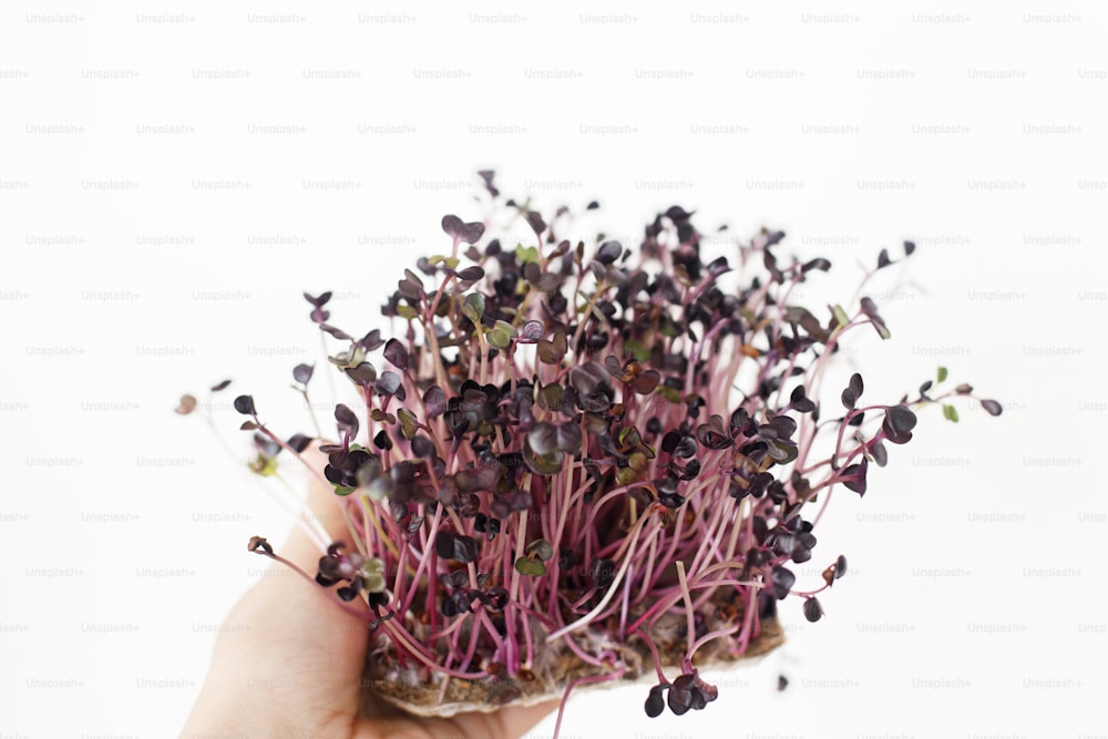 Growing microgreens at home. Hands holding fresh red radish sprouts on white wall background. Radish sango on linen mat sprouter, micro green. Hydroponics