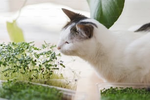 귀여운 고양이는 나무 테이블에 녹색 식물 사이에서 신선한 마이크로 그린 콩나물 냄새를 맡고 있습니다. 집에서 성장하는 마이크로 그린. 마이크로 녹색 콩나물을 가진 작은 새끼 고양이