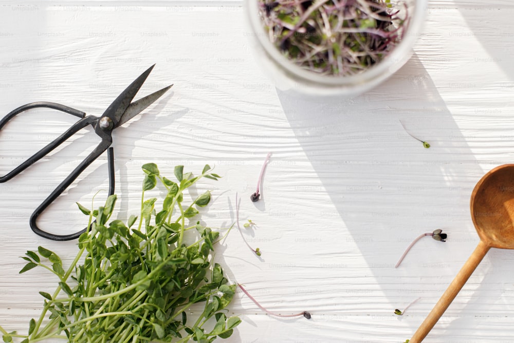 Cultivar microgreens en casa. Brotes de guisantes verdes, cuchara elegante, tijeras, frasco de vidrio con col lombarda fresca, brotes de rábano rojo en madera blanca al sol, vista superior. Cosecha microverde diferente.