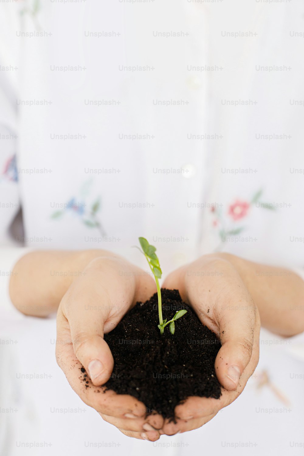 Hands holding ground with green fresh sprout. Earth day concept. Save planet. Gardening and growing plants. Female in floral shirt holding with dirty hands sprout