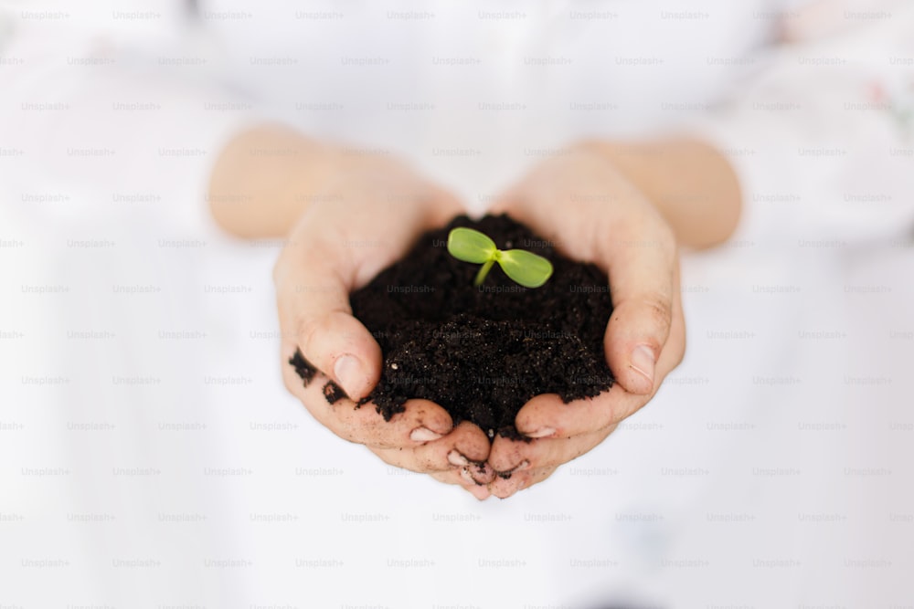 Hands holding ground with green fresh sprout. Earth day concept. Save planet. Gardening and growing plants. Female in floral shirt holding with dirty hands sprout