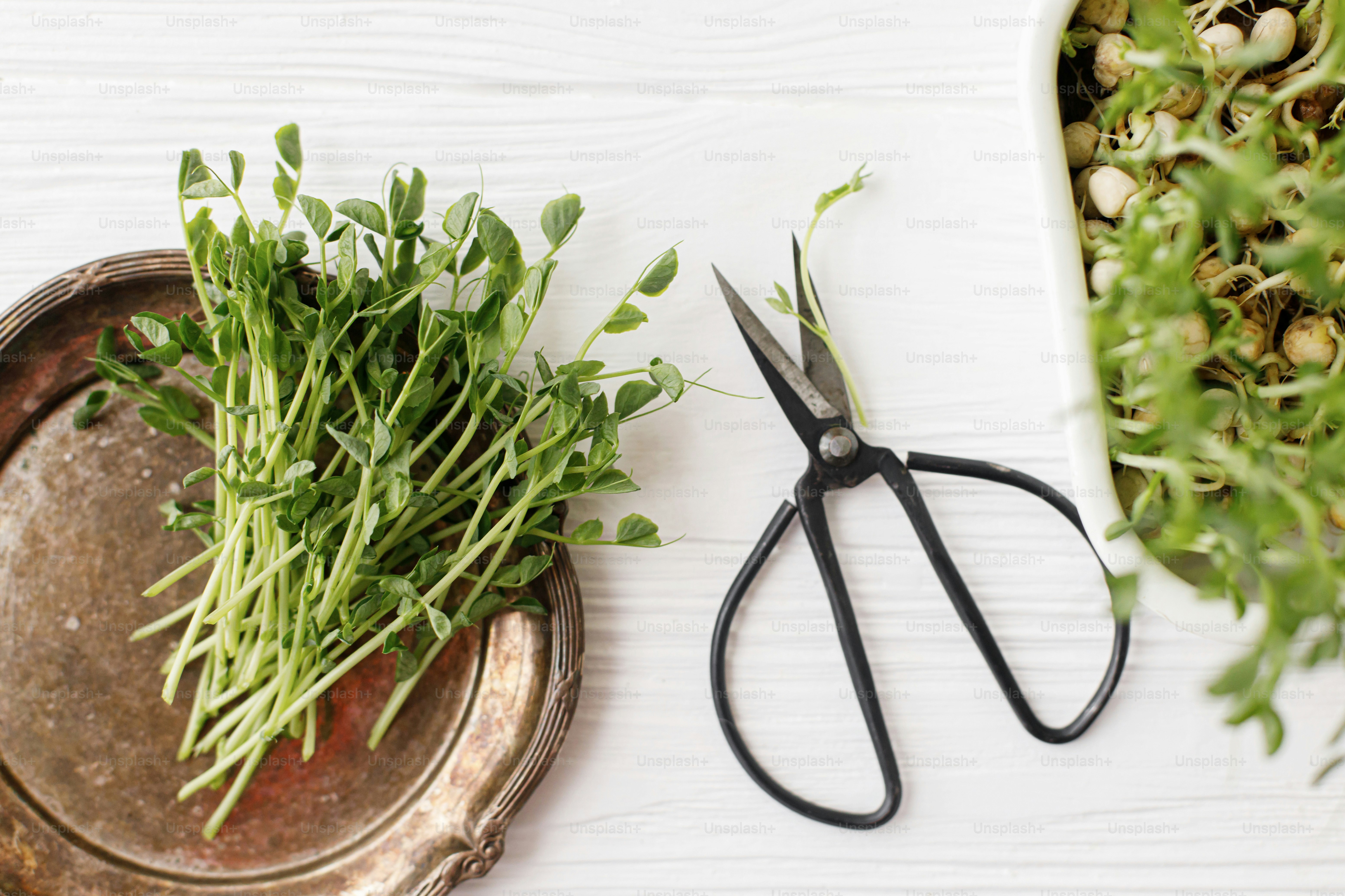 Frische Erbsensprossen auf Vintage-Teller, Schere, Spritzer auf weißem Holz, Draufsicht. Erbsen mikrogrün. Microgreens zu Hause anbauen. Hydroponik