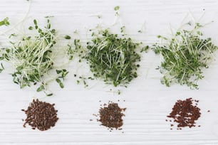 Arugula, basil, flax, watercress microgreen and seeds, top view. Growing microgreens at home. Fresh microgreens sprouts and seeds on white wooden background.