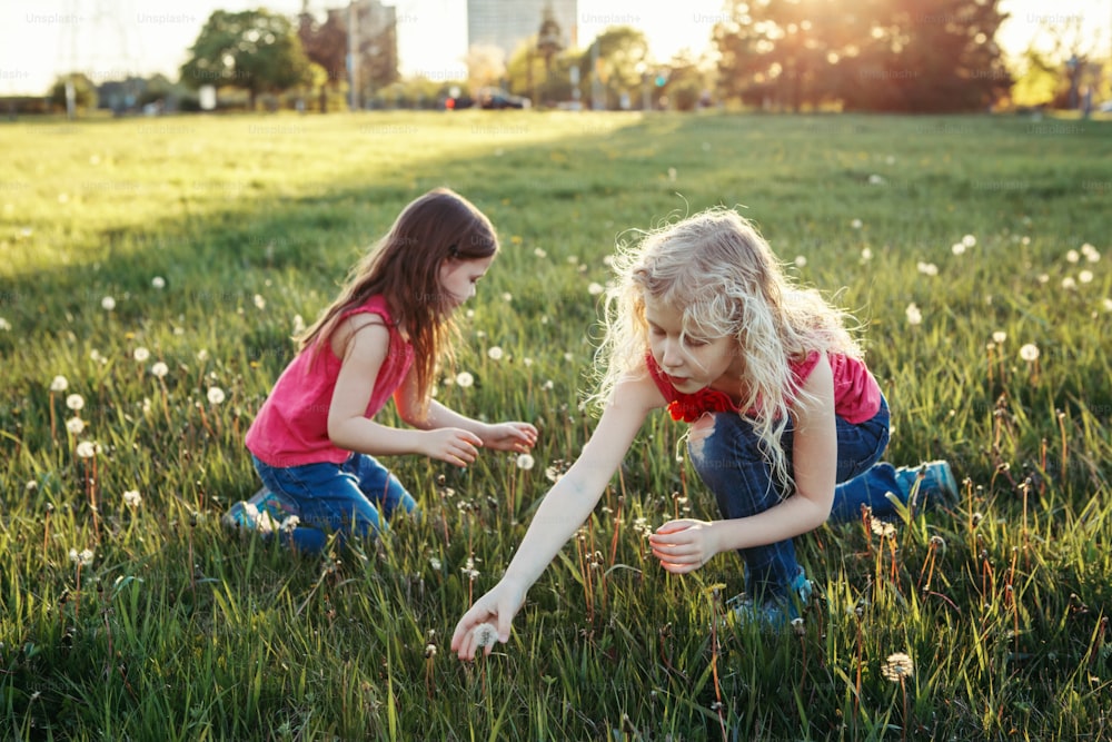 Cute adorable Caucasian girls picking dandelions. Kids sitting in grass on meadow. Outdoor fun summer seasonal children activity. Friends having fun together. Happy childhood lifestyle.