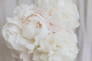 Bellissimo bouquet di peonie alla moda da vicino su sfondo in tessuto beige pastello. Grandi fiori di peonia bianca in mano al fiorista. Bella estetica floreale. Bouquet da sposa