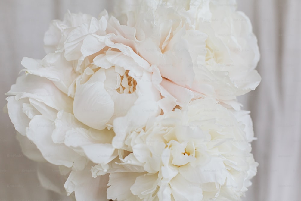 아름 다운 세련 된 모란 꽃다발은 파스텔 베이지 색 패브릭 배경에 닫힙니다. 꽃집 손에 큰 흰색 모란 꽃입니다. 아름 다운 꽃 미학입니다. 웨딩 부케