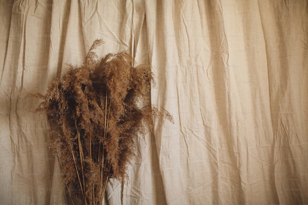 Dried fluffy pampas grass on beige linen cloth background, space for text. Atmospheric bohemian style room details. Natural boho decor for wedding or studio