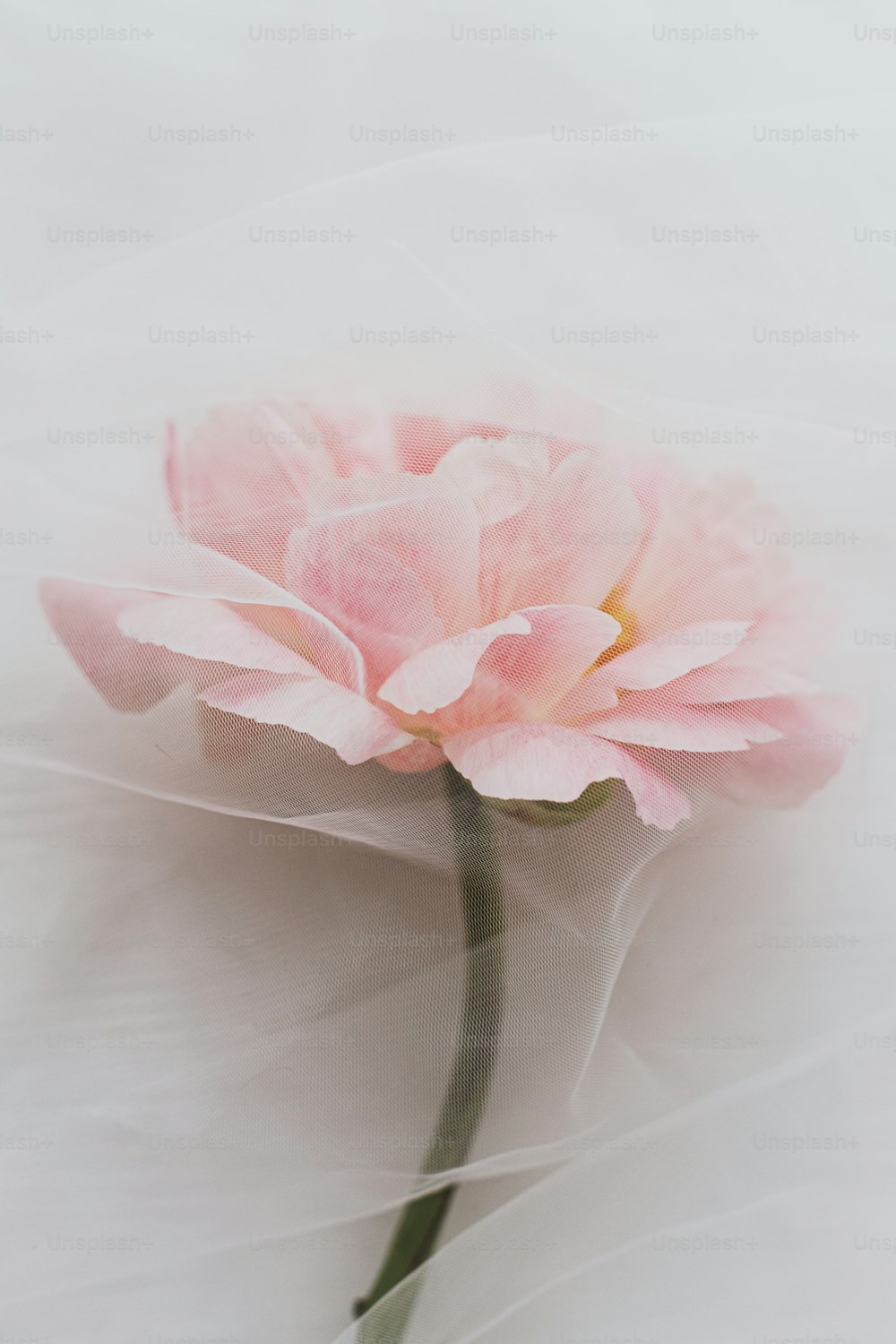 Beautiful spring aesthetics. Lovely peony flower under soft tulle fabric on white wooden background, top view with copy space. Soft creative floral greeting card. Pink peony