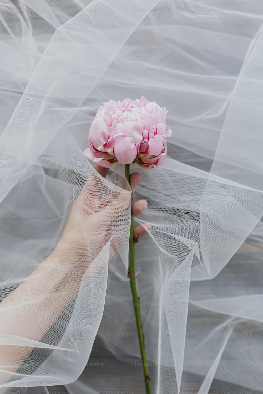 Hand holding tender peony flower under tulle fabric on dark wooden background, top view with copy space. Beautiful spring aesthetics. Soft creative floral greeting card. Pink peony