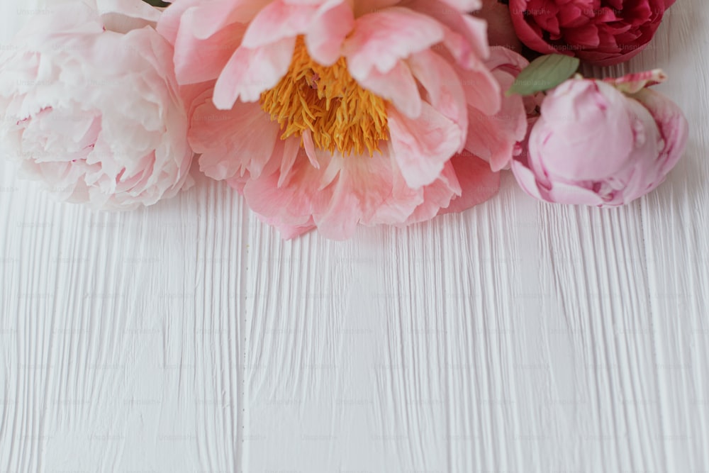Beautiful tender peony border on white wood with copy space. Lovely pink and white peonies flowers on rustic white wood. Floral greeting card. Happy Mothers day