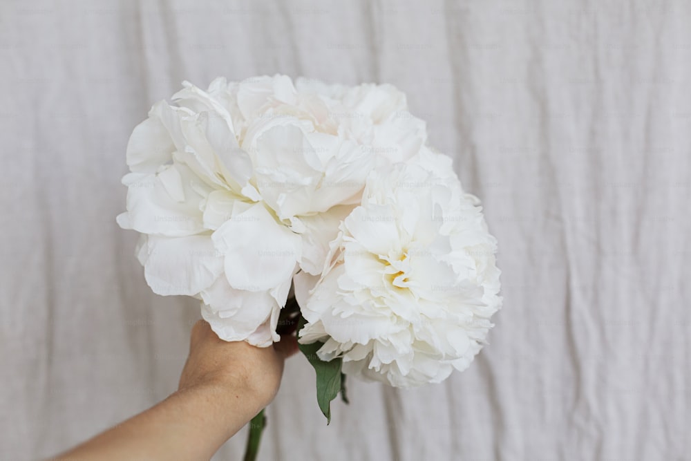 Hand holding beautiful stylish peonies bouquet on pastel beige fabric background. Big white peony flowers in florist hand. Beautiful floral aesthetic. Wedding bouquet
