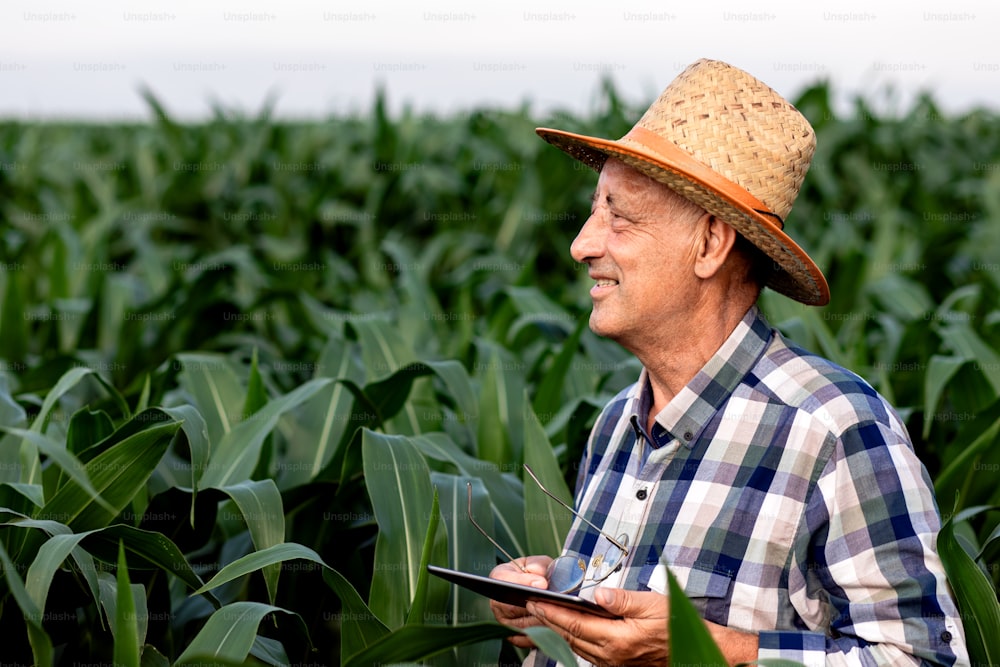 Senior farmer standing in corn field with tablet in his hands and examining crop.