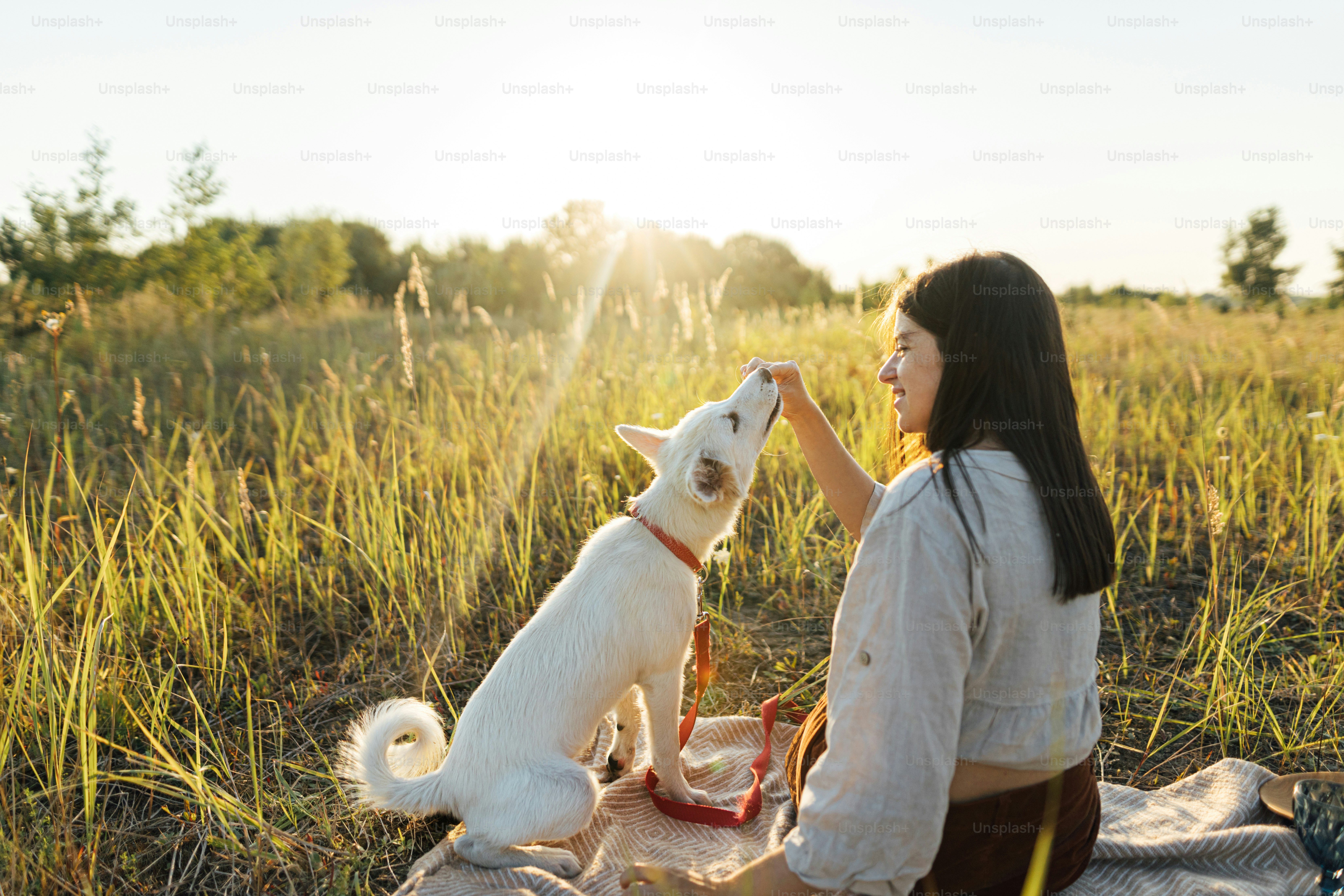 Stylish woman giving treats to her white dog on blanket in warm sunny light in summer meadow. Summer vacation and picnic with pet. Young boho woman playing with swiss shepherd puppy in sunset