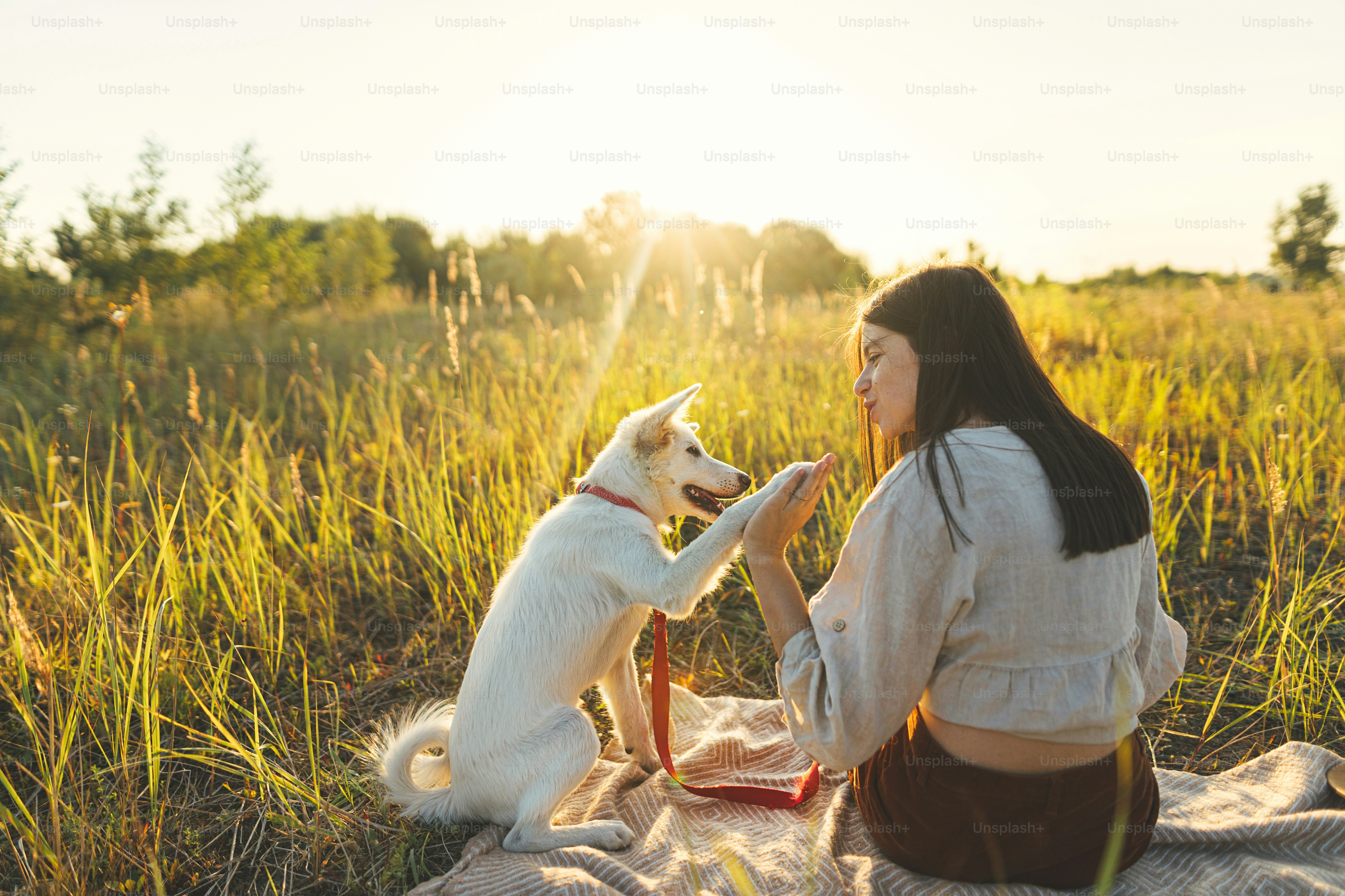 Stilvolle Frau, die ihren weißen Hund auf einer Decke in warmem, sonnigem Licht auf der Sommerwiese trainiert. Sommerurlaub und Picknick mit Haustier. Junge Boho-Frau, die mit dem Schweizer Schäferhundwelpen im Sonnenuntergang spielt