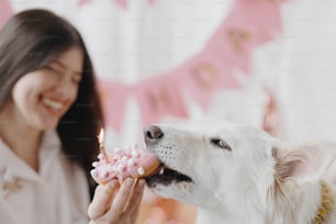 개 생일 파티. 분홍색 화환과 장식의 배경에 촛불이 있는 생일 도넛을 물어뜯는 귀여운 개. 사랑스러운 흰색 스위스 양치기 개 첫 번째 생일을 축하하는 행복한 젊은 여자