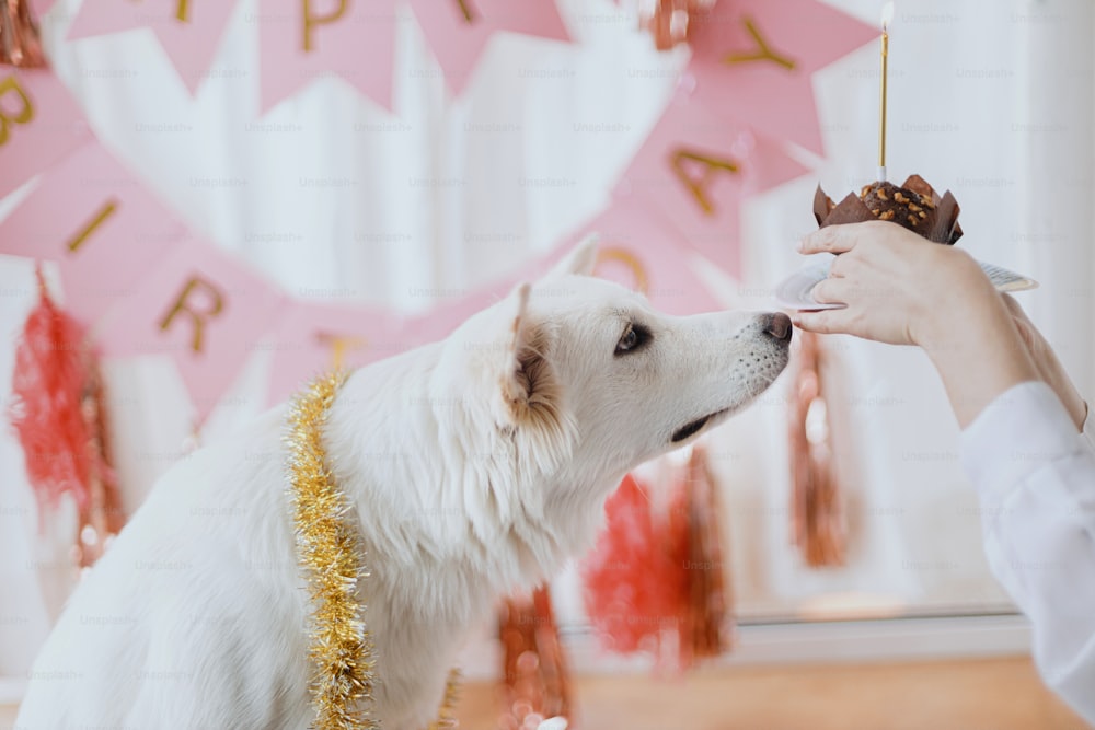 Süßer glücklicher Hund, der auf Geburtstags-Cupcake mit Kerze auf dem Hintergrund der rosa Girlande und Dekorationen schaut. Hundegeburtstag. Entzückender weißer Schweizer Schäferhund im festlichen Raum. Geburtstag als Haustier feiern
