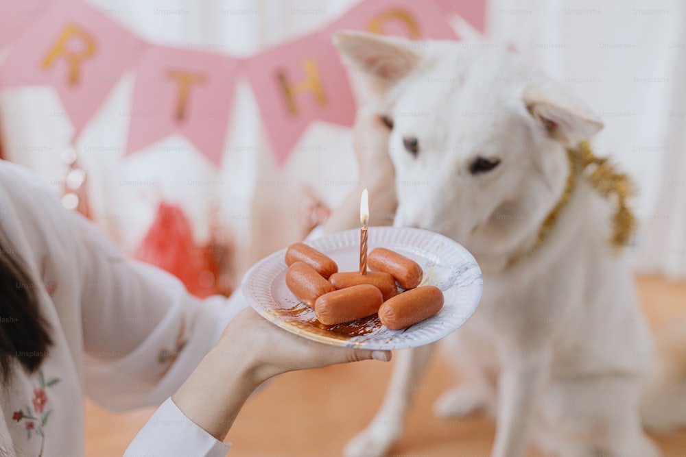 Dog birthday party. Cute dog looking at birthday sausage cake with candle on background of pink garland and decorations. Adorable white swiss shepherd dog celebrating first birthday