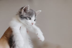 Hand holding cute little kitten on background of wall. Portrait of adorable white and grey kitty in person hand in room. Adoption and love concept