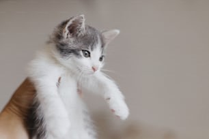 Mano sosteniendo lindo gatito en el fondo de la pared. Retrato de un adorable gatito blanco y gris en persona en la mano. Concepto de adopción y amor