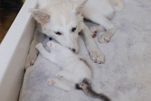 Adorable white puppy relaxing with cute little kitten on soft bed. Sweet dog friend playing with grey and white kitty on blanket in bedroom. Adoption and love concept