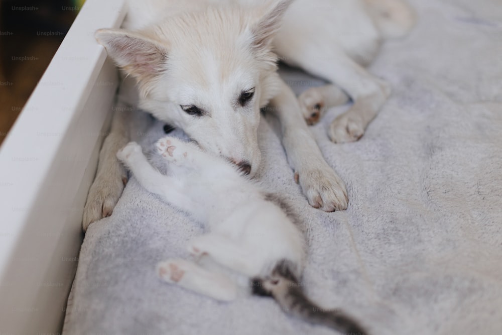Adorabile cucciolo bianco che si rilassa con un simpatico gattino sul morbido letto. Dolce amico cane che gioca con gattino grigio e bianco su coperta in camera da letto. Concetto di adozione e amore