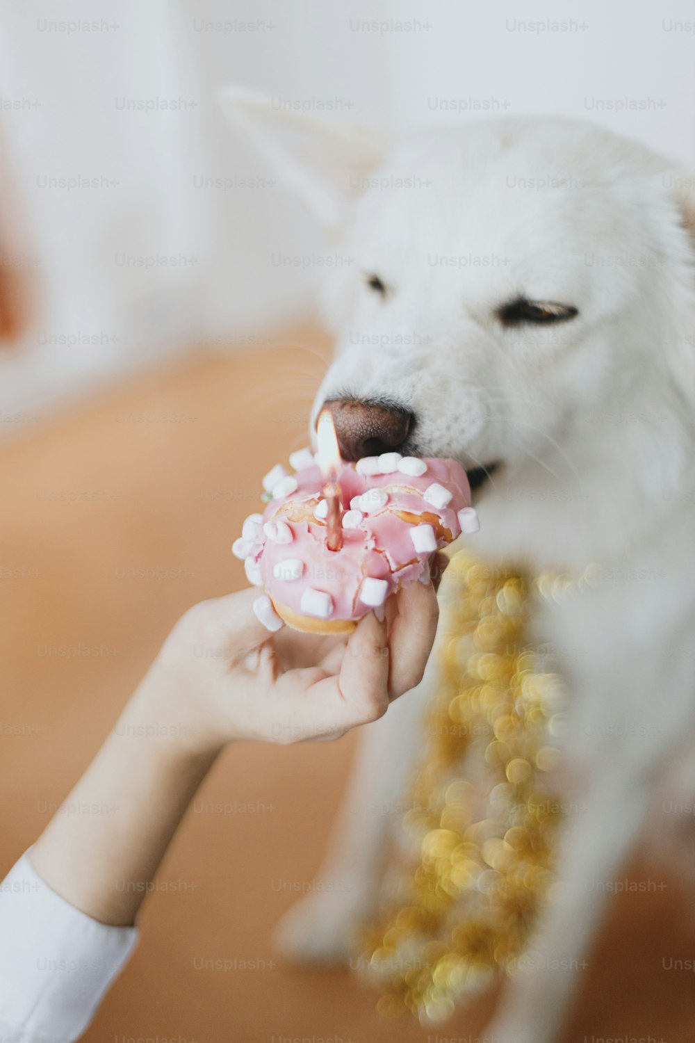 Cute dog biting birthday donut with candle on background of pink garland and decorations. Celebrating adorable white swiss shepherd dog first birthday. Dog birthday party