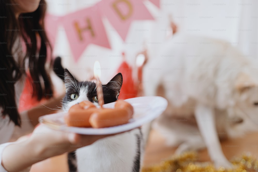 Cute funny cat celebrating birthday with sausage cake and candle on background of pink garland and decorations in room. Adorable kitty birthday party at home. Pet birthday party
