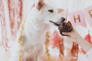 Festa de aniversário do cão. Cão bonito degustação delicioso cupcake de aniversário com vela no fundo de guirlanda rosa e decorações. Celebrando adorável cão pastor suíço branco primeiro aniversário.